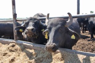 Obren expedient a la granja de búfales de l'Alt Empordà per tenir més bestiar del que va inscriure