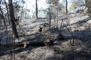 Un incendi a Vilopriu deixa tres hectàrees de pineda i sotabosc cremades