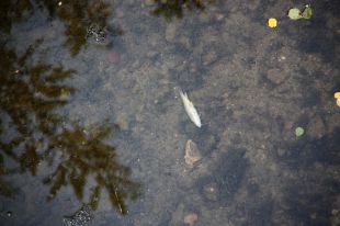 Un excés de sal a l'aigua mata centenars de peixos a la riera del Llémena 