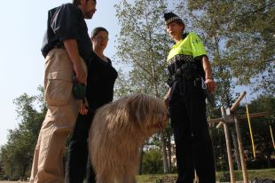 Girona farà recollir excrements de gos als que no puguin pagar les multes de l'ordenança d'animals 
