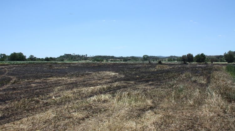 El foc a Serra de Daró ha cremat 4,2 hectàrees de camps de cereals © ACN