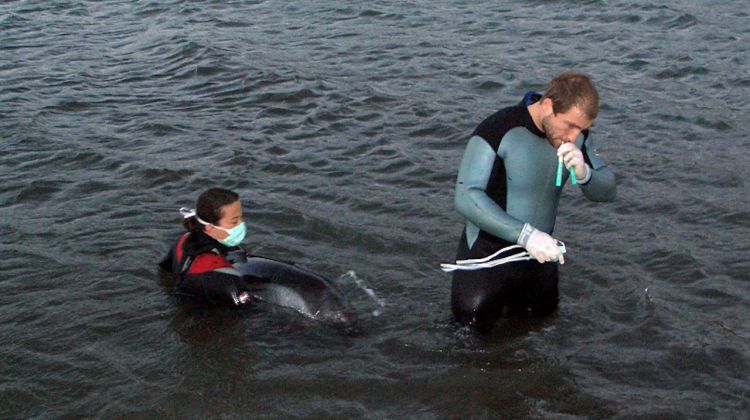 Imatges de les tasques de rescat i salvament del dofí © ACN