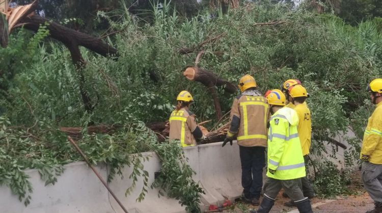 Bombers, ADF i Policia Local retiren un arbre caigut a l'N-II a Cabrera de Mar. ACN