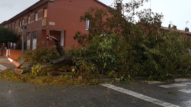 Un arbre caigut a Vilafant (Alt Empordà) per les fortes pluges. ACN