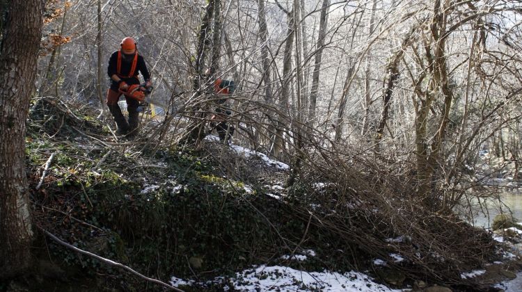 Un operari eliminant les branques dels arbres a la llera © ACN