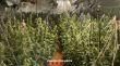 Dos detinguts per tenir un cultiu amb 602 plantes de marihuana en una casa de Sant Julià de Ramis