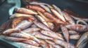 El Baix Empordà impulsa un estudi per conèixer el consum de peix entre l'alumnat de secundària