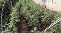 Desmantellen un cultiu de marihuana amb 476 plantes en una urbanització de Vidreres