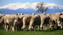 Detecten un cas del virus de la llengua blava en una granja d'ovelles i cabres de Vilademuls