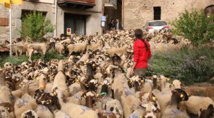 El ramat de xais en transhumància a la plaça del Gambeto de Riudaura