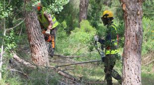 Els treballs forestals de prevenció d'incendis a Colera