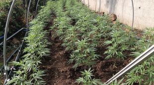 Plantes de marihuana cultivades en un terreny d'una urbanització de Vidreres