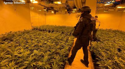 Dos detinguts per tenir un cultiu amb 743 plantes de marihuana en un soterrani de Riells i Viabrea