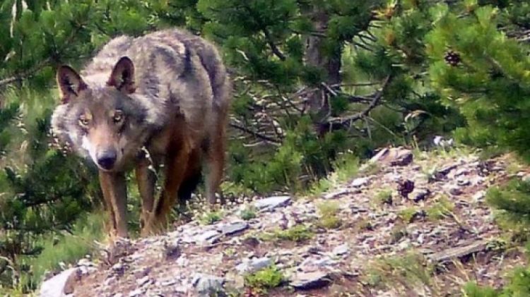 Un llop al massís del Puigmal (arxiu)