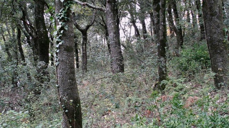 El bosc de la Fageda d'en Jordà (Garrotxa)