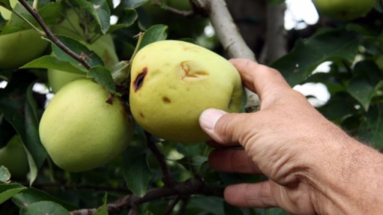 Una poma malmesa a Gualta © ACN