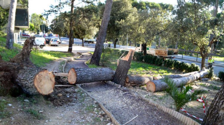 La Tramuntana Fa Caure Arbres I Ensorra Part Del Mur D Una Escola A Figueres El Gerio Digital