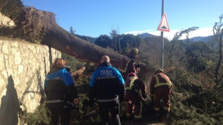 La Policia Municipal de la Seu d'Urgell retirant un arbre caigut © ACN