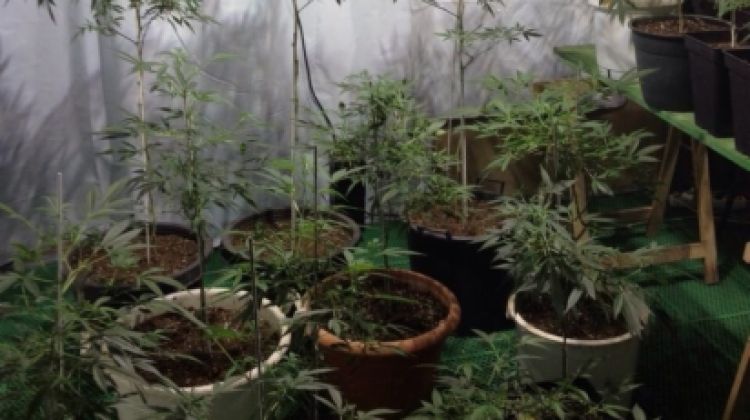 Els agents van localitzar 32 plantes de marihuana i 58 esqueixos © ACN