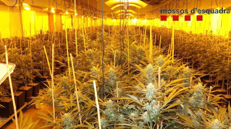 Cultiu de 991 plantes de marihuana (77 quilos) a Santa Cristina d'Aro