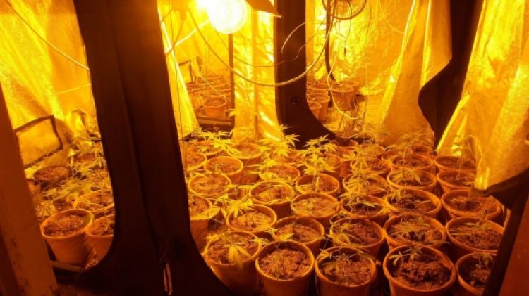 Els agents van localitzar 145 plantes de marihuana repartides en tres habitacions © ACN