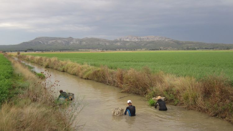 Els operaris treballant en la recuperació de les nàiades