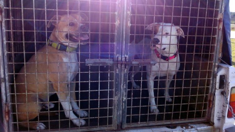 Els gossos, a punt de ser traslladats a la gossera de Figueres després d'atacar el seu veí © ACN