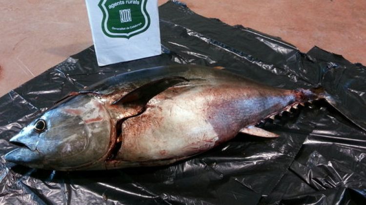 La tonyina vermella de 40 quilos que el pescador va capturar de forma il·legal © ACN
