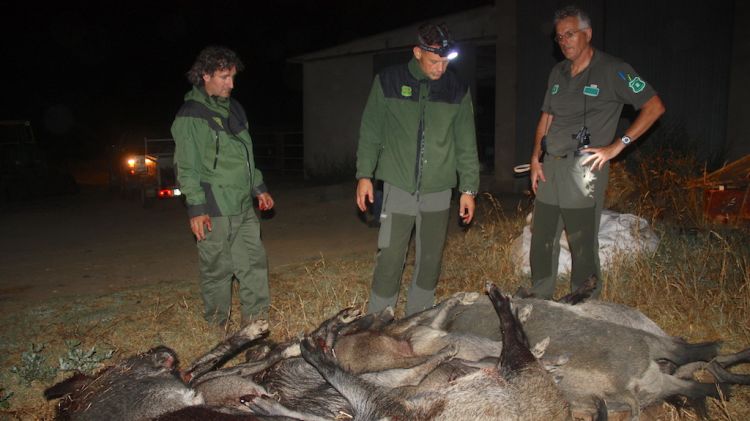 Tres agents rurals contemplen els senglars abatuts durant el recorregut nocturn amb el 'pick up' a Cruïlles © ACN