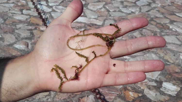 L'alga tropical que s'ha trobat per primer cop a la reserva marina de Ses Negres © ACN