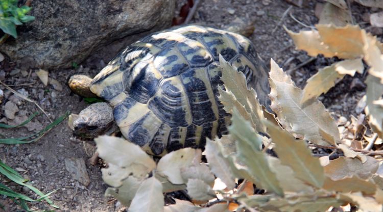 Un exemplar de tortuga mediterrània en captivitat al Centre de Reproducció de l'Albera. ACN