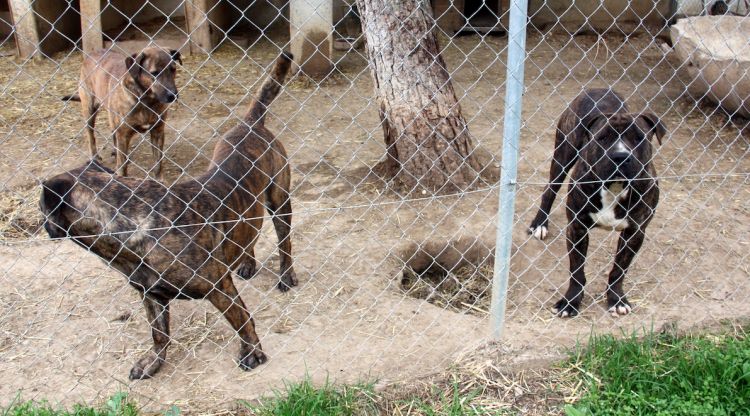Un grup de gossos de races potencialment perilloses a les instal·lacions de la protectora de Figueres. ACN