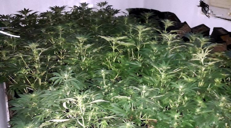 Algunes de les 156 plantes de marihuana que creixien a l'habitatge del barri del Culubret
