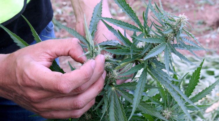 Un mosso d'esquadra agafant el cabdell d'una planta de marihuana en un plantació a l'Alt Empordà. ACN