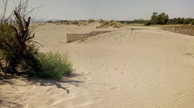 Una de les zones acordonades per a garantir la recuperació de les dunes al litoral empordanès
