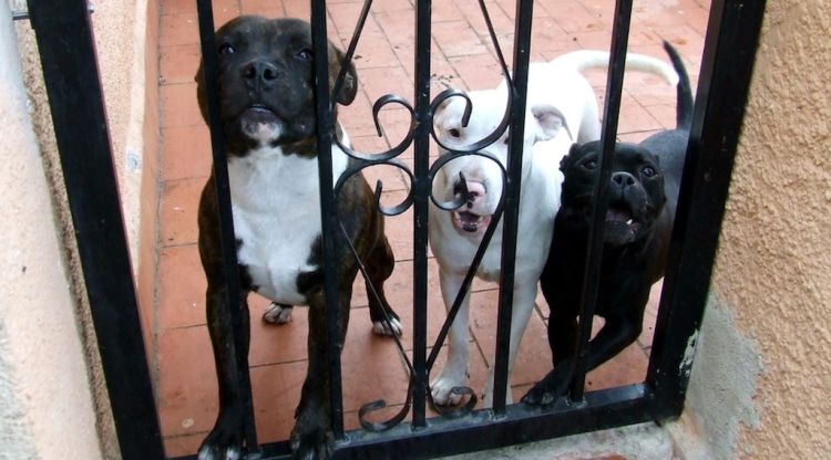 Els tres gossos de raça potencialment perillosa que estaven desatesos. Mossos d\'Esquadra