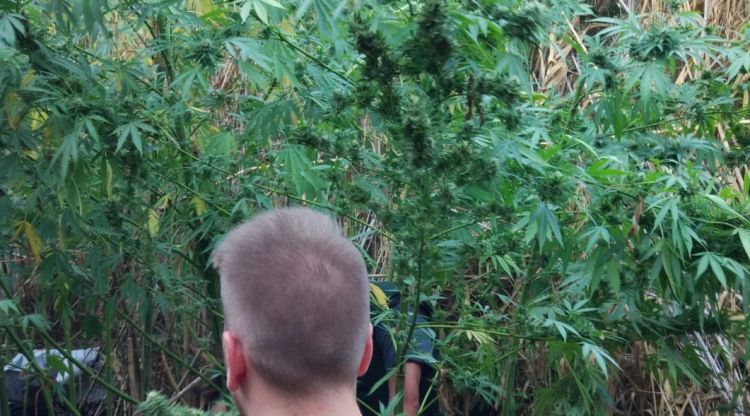 Un agent de la Guàrdia Civil a la plantació de marihuana localitzada a Biure