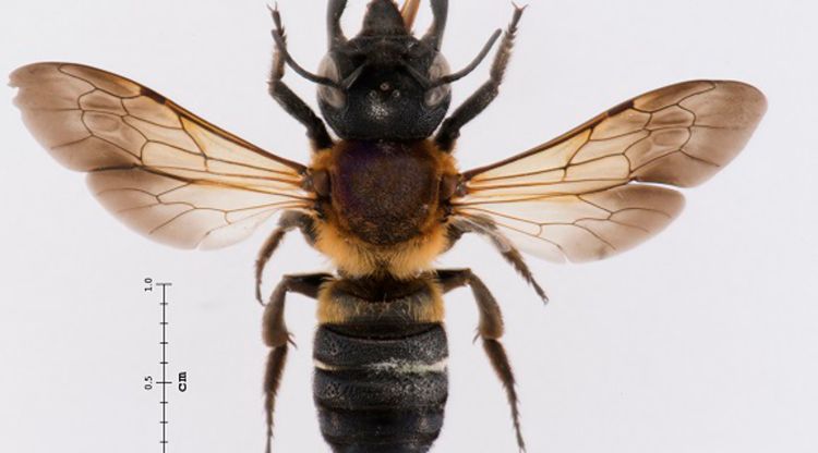 Pla detall d'un dels exemples d'abella gegant de la resina detectada a Catalunya