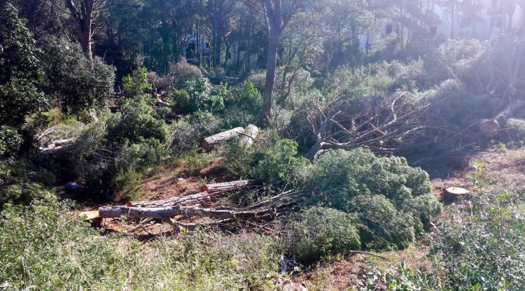La tala d'arbres feta a Cala Xelida. SOS Costa Brava
