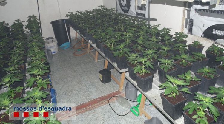 Les plantacions de marihuana localitzades a Figueres. ACN
