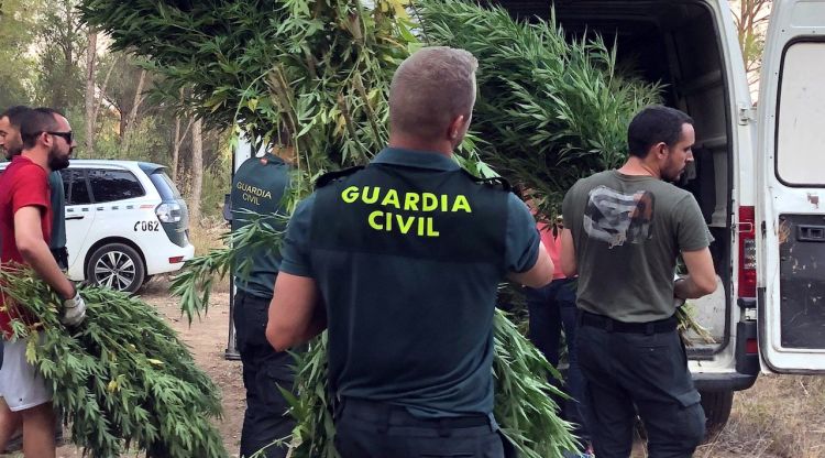 Agents de la Guàrdia Civil desmantellant els cultius amb 3.800 plantes de marihuana descoberts a Sant Pere Pescador