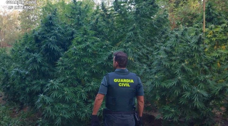 Un agent d'esquenes amb la plantació de marihuana descoberta