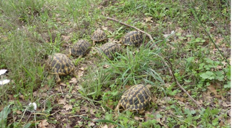 Exemplars de tortugues mediterrànies alliberades a l'Albera a l'Alt Empordà