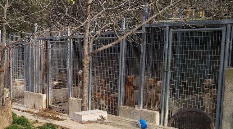 Les gàbies amb els gossos a Maçanet de Cabrenys. ACN