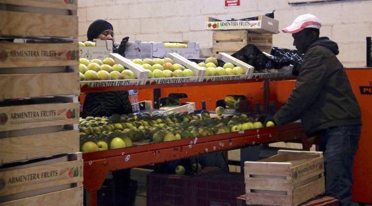 Treballadors de l'Armentera Fruits preparant caixes de pomes per proveir el mercat, aquest matí. ACN