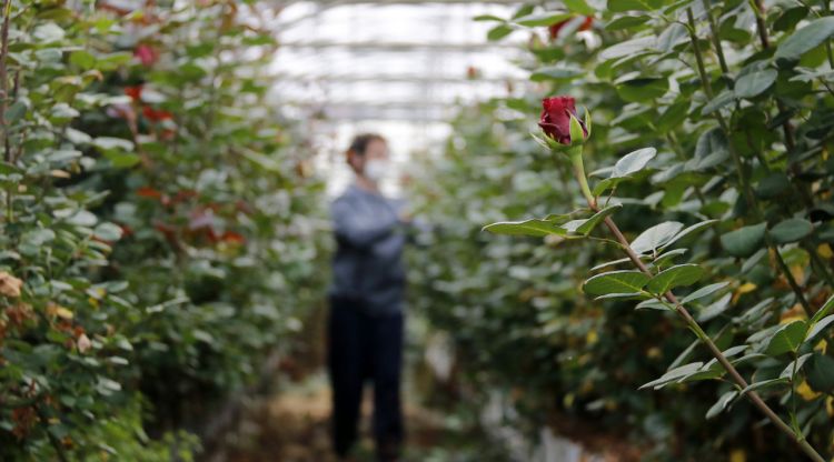 Un floricultor cuida les roses que s'havien de vendre per Sant Jordi i que ara tenen un futur incert. ACN
