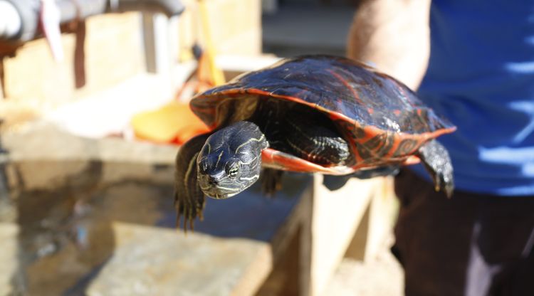 Una de les tortugues exòtiques retirada de l'Estany de Banyoles. ACN