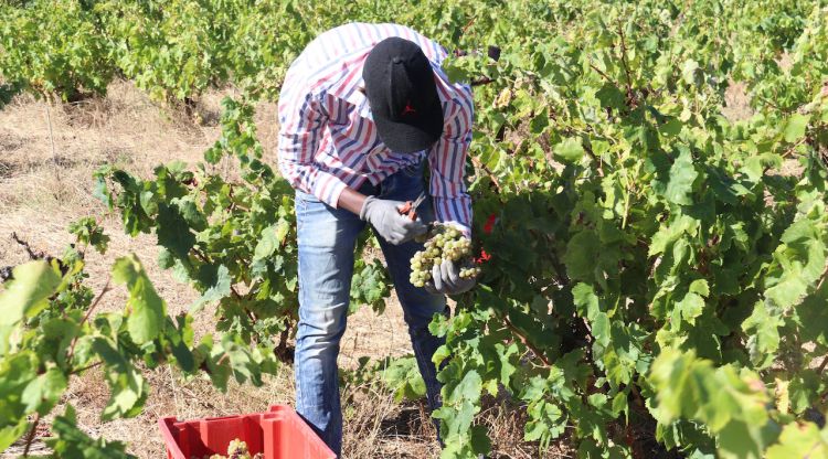Un treballador d'un celler de Garriguella recollint raïm en l'inici de la verema a les vinyes de la Guilla. ACN