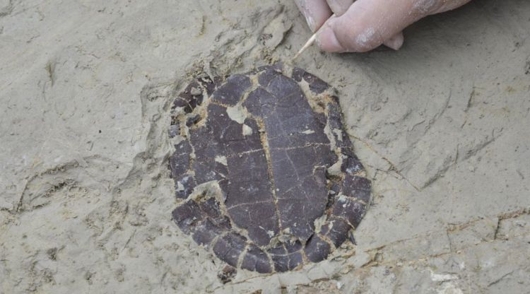 Una de les tortugues aqüàtiques localitzades a les excavacions del Camp dels Ninots