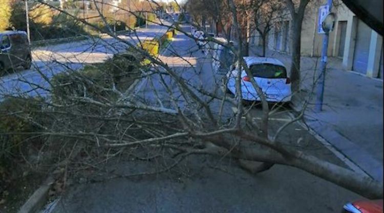Un arbre caigut les darreres hores a Vilafranca del Penedès